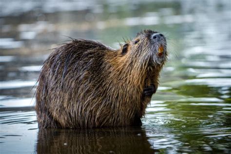 Dettaglio della testa di una nutria con evidenti incisivi arancioni
