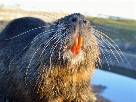 Nutria che scava una tana lungo la riva di un fiume