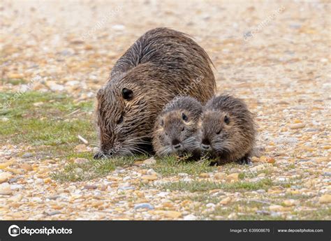 Cucciolo di nutria appena nato con occhi aperti
