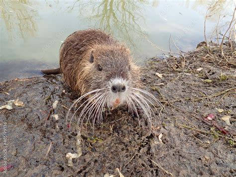 Cucciolo di nutria in un cartone con truciolato