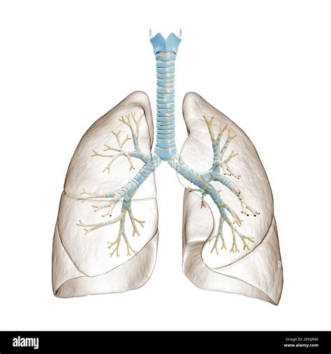 Diagramma anatomico dell'imene