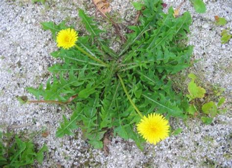 Campo inerbito con piante bioindicatrici