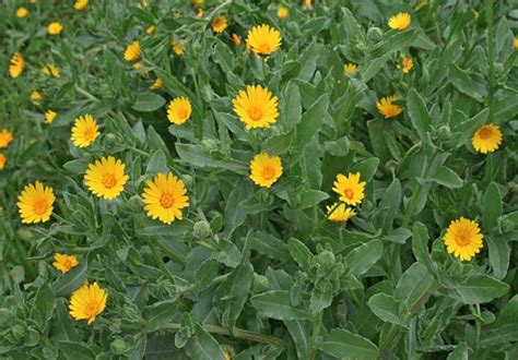 Fiori di Calendula arvensis