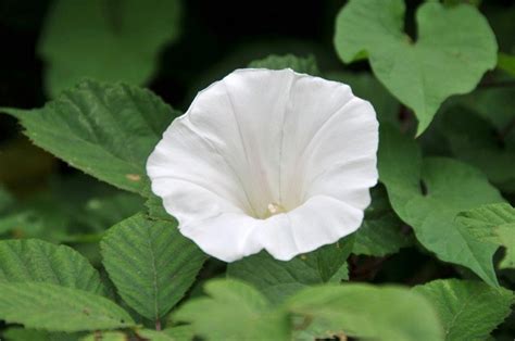 Fiore di convolvolo bianco, Calystegia sepium, su terreno