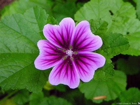 Fiori di Malva Sylvestris