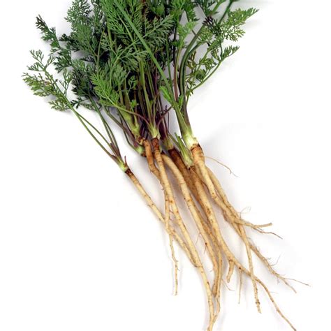 Carota selvatica appena raccolta