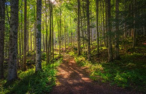 Bosco con sentiero e alberi