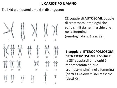Mappa Cromosomica (Cariotipo)