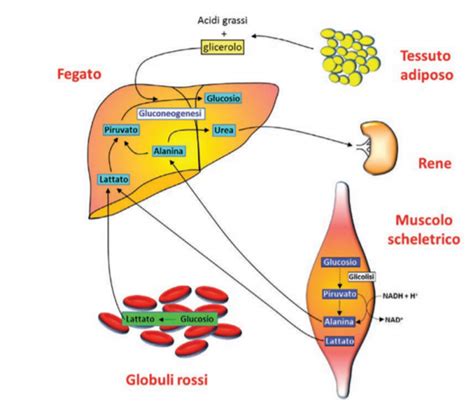 Metabolismo dei carboidrati e dei grassi