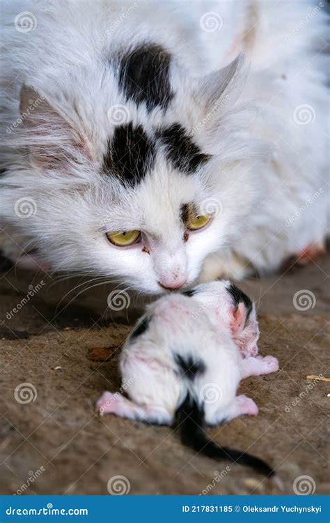 gattino appena nato con la madre
