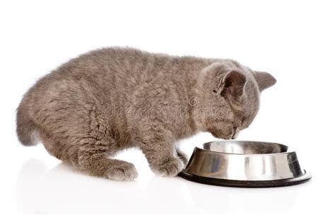 gattino che mangia da una ciotola bassa