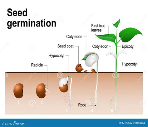 Diagramma del processo di germinazione del seme con focus sulle reazioni chimiche interne