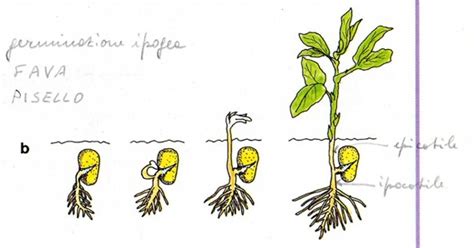 Diagramma comparativo della germinazione epigea e ipogea
