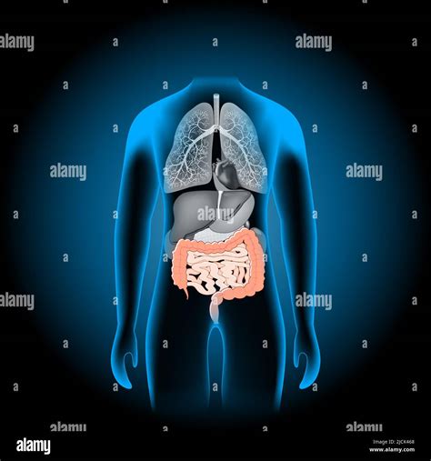 Diagramma anatomico del retto e dell'ano umano