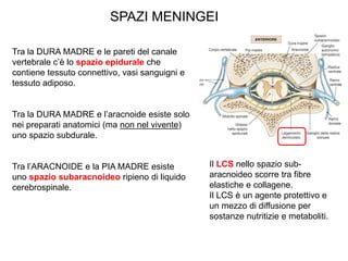 rappresentazione anatomica degli spazi meningei e della localizzazione degli ematomi intracranici