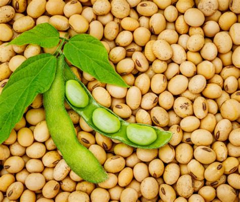 Effetti della soia sulla fertilità femminile