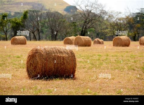 Campo di fieno appena tagliato