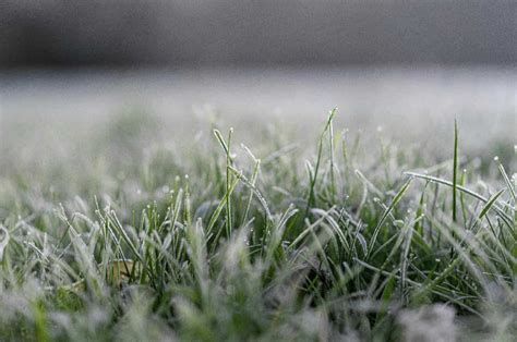 Prato verde in inverno con poca neve