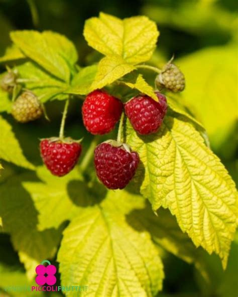 Foglie e frutti di lampone rosso
