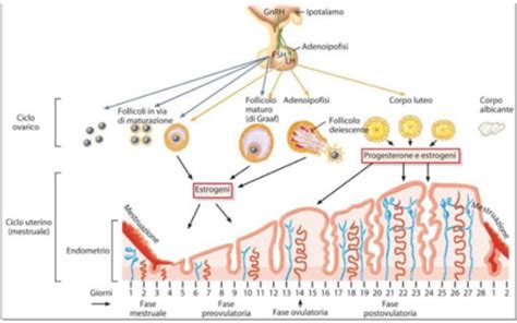 Diagramma del ciclo riproduttivo femminile con evidenziato il momento dell'impianto dell'ovulo fecondato