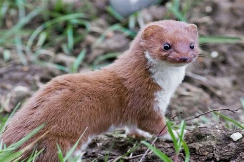 Mustela felipei in its natural habitat