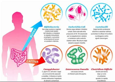 infografica sui benefici dei vari ceppi probiotici per il sistema immunitario