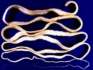 Microscopio che mostra parassiti intestinali