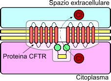 Microscopio che mostra cellule e la proteina CFTR