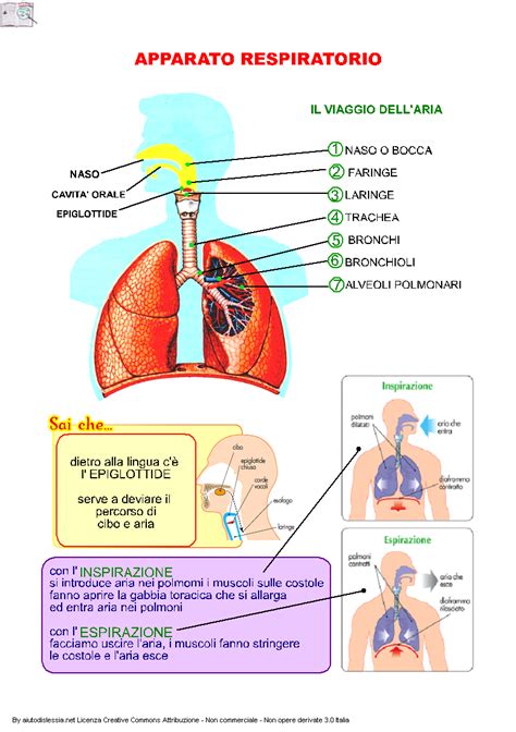 Schema dell'apparato respiratorio con muco ostruente