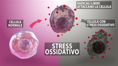 Infografica sulla riduzione dello stress ossidativo grazie alla curcumina