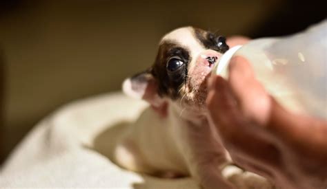 Cucciolo di cane alimentato con biberon e latte in polvere specifico