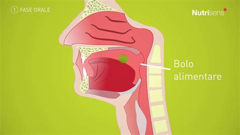 schema funzionale di una cannuccia con valvola antireflusso per la deglutizione