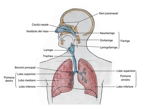 schema dei principali sintomi allergici: dalla pelle all'apparato respiratorio