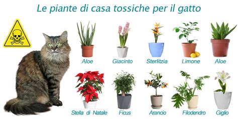 Infografica comparativa sulle sostanze tossiche per i gatti da evitare assolutamente