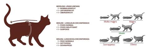 Illustrazione del monitoraggio del peso corporeo ideale nel gatto