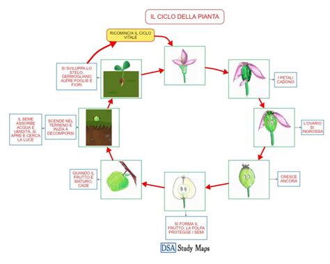 rappresentazione stilizzata del ciclo biologico legato alla stagionalità e alla fertilità