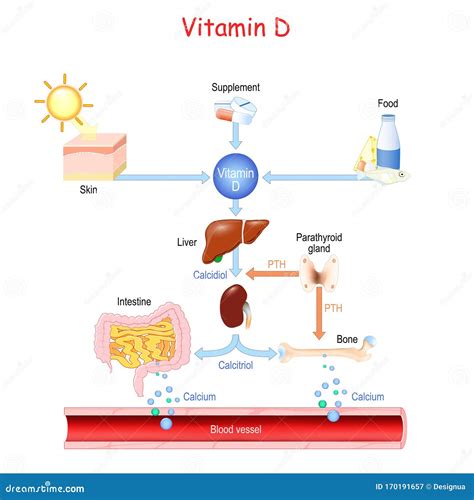 diagramma esplicativo del metabolismo della vitamina D e i suoi effetti sul sistema riproduttivo umano
