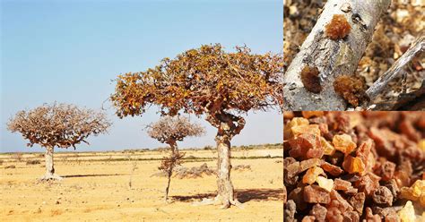 Interpretazione simbolica della mirra e del balsamo