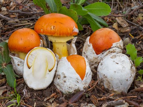 Amanita caesarea in crescita nel sottobosco