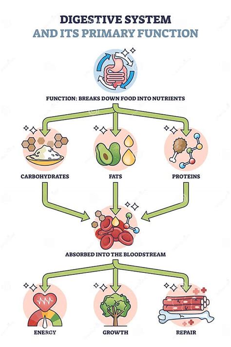 diagramma esplicativo del sistema digestivo e del ruolo dell'idratazione