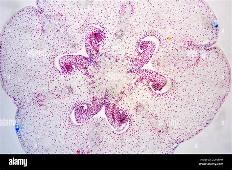 Microscopio con ovuli