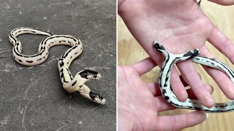 Raffigurazione di un serpente che si avvolge attorno a un bastone