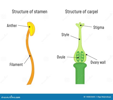 Struttura dello Stame
