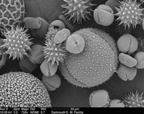 Microscopio elettronico di granuli di polline