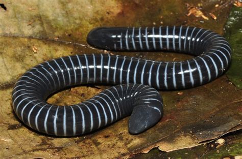 Cecilia anulata (Siphonops annulatus)
