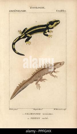 Tritone crestato (Triturus cristatus) e salamandra pezzata (Salamandra salamandra)