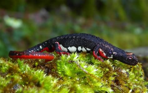 Maschio di salamandrina perspicillata con la tipica postura riproduttiva