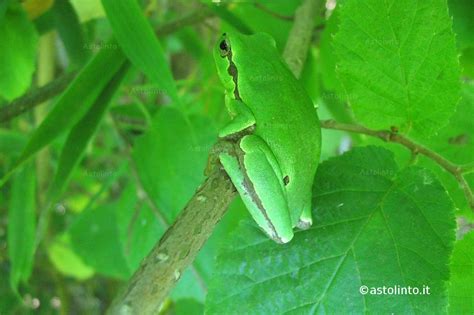 Raganella italiana (Hyla intermedia) appesa a una foglia
