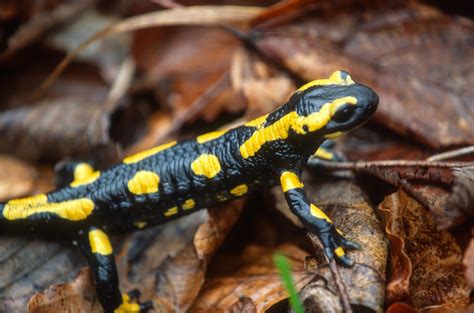 Salamandra pezzata in letargo