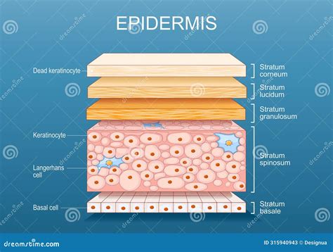 illustrazione scientifica della struttura cutanea che mostra l'assorbimento graduale di un burro corpo idratante